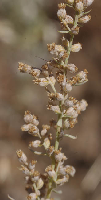 Artemisia ludoviciana ssp. Candicans